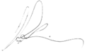 Ray Signature